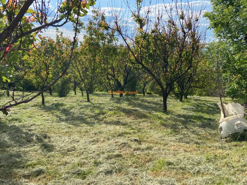 Ovocný sad rodinného domu vo Fony obklopený pokosenou trávou a stromami.